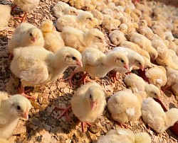 Les meilleurs poussins pour les meilleurs éleveurs