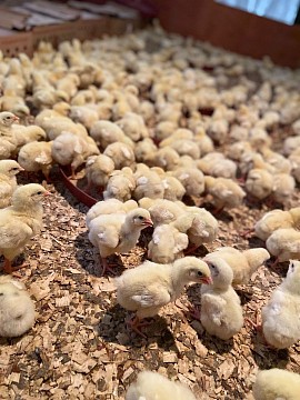 Poussiniere